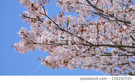 Cherry Blossom (Somei Yoshino) Cherry Blossom (Somei Yoshino) 138202593
