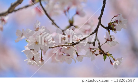 櫻花 櫻花 138202597