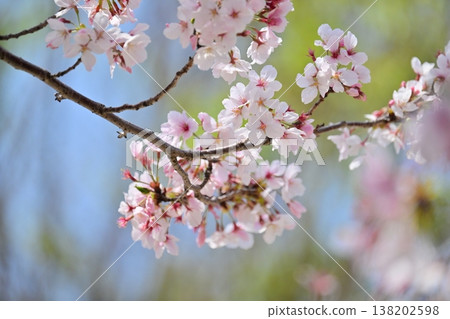 Cherry Blossom (Somei Yoshino) Cherry Blossom (Somei Yoshino) 138202598