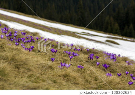 Close-up of beautiful first spring flowers, violet crocuses blooming in Carpathian mountains on bright spring morning on blurred sunny golden background. Protection of nature concept. Close-up of beautiful first spring flowers, violet crocuses blooming in Carpathian mountains on bright spring morning on blurred sunny golden background. Protection of nature concept. 138202624