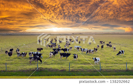 Cattle grazing on farmland pasture. Production of organic dairy products. Milk cows feeding on green farm grassland Cattle grazing on farmland pasture. Production of organic dairy products. Milk cows feeding on green farm grassland 138202662