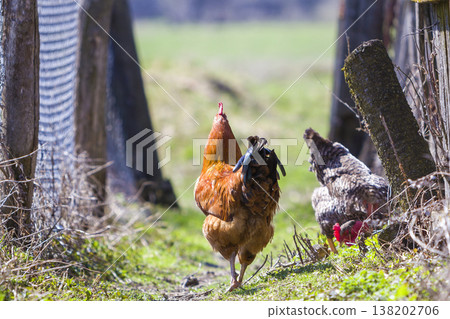 Big nice beautiful red brown hens feeding outdoors in green meadow with fresh grass on bright sunny day on blurred background. Farming of poultry, chicken meat and eggs concept. Big nice beautiful red brown hens feeding outdoors in green meadow with fresh grass on bright sunny day on blurred background. Farming of poultry, chicken meat and eggs concept. 138202706