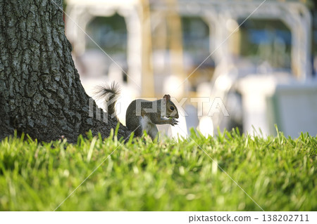 Beautiful wild gray squirrel in summer town park 138202711