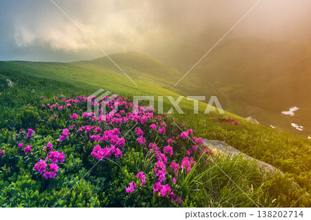 Beautiful view of pink rhododendron rue flowers blooming on mountain slope with foggy hills with green grass and Carpathian mountains in distance with dramatic clouds sky. Beauty of nature concept. Beautiful view of pink rhododendron rue flowers blooming on mountain slope with foggy hills with green grass and Carpathian mountains in distance with dramatic clouds sky. Beauty of nature concept. 138202714