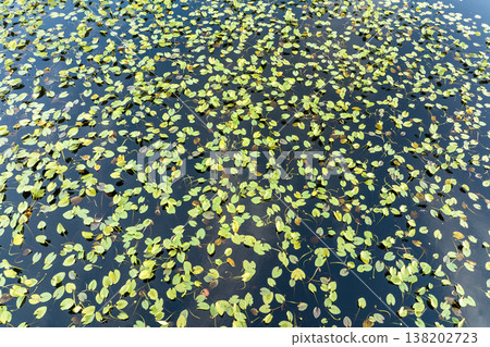 Beautiful nature landscape. Forest lake wildlife in Florida 138202723