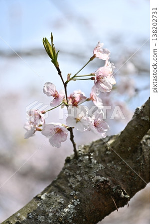 Cherry Blossom (Somei Yoshino) Cherry Blossom (Somei Yoshino) 138202731
