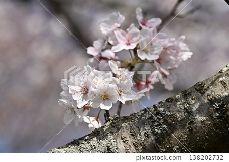 Cherry Blossom (Somei Yoshino) Cherry Blossom (Somei Yoshino) 138202732