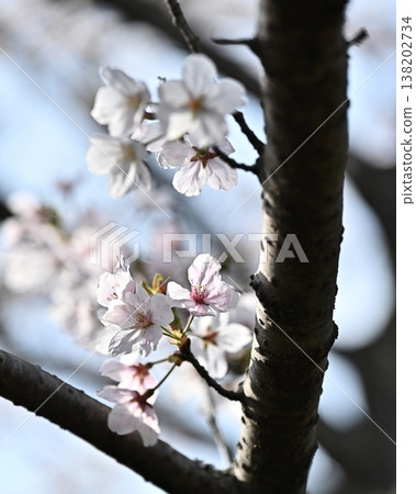 Cherry Blossom (Somei Yoshino) Cherry Blossom (Somei Yoshino) 138202734