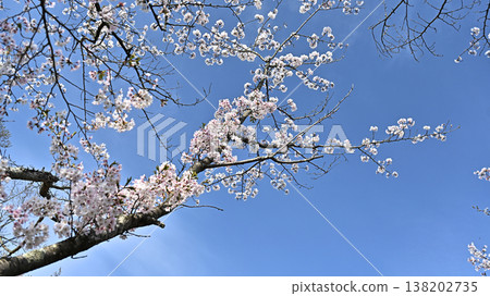 Cherry Blossom (Somei Yoshino) Cherry Blossom (Somei Yoshino) 138202735