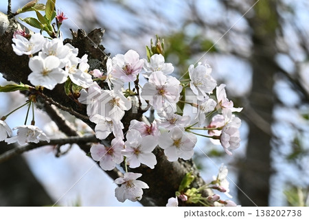 Cherry Blossom (Somei Yoshino) Cherry Blossom (Somei Yoshino) 138202738