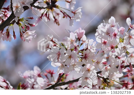 Cherry Blossom (Somei Yoshino) Cherry Blossom (Somei Yoshino) 138202739