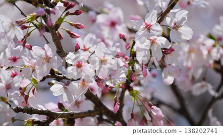 Cherry Blossom (Somei Yoshino) Cherry Blossom (Somei Yoshino) 138202741