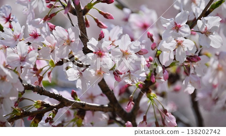 Cherry Blossom (Somei Yoshino) Cherry Blossom (Somei Yoshino) 138202742