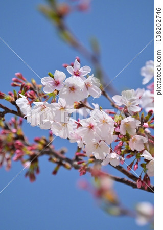 Cherry Blossom (Somei Yoshino) Cherry Blossom (Somei Yoshino) 138202746