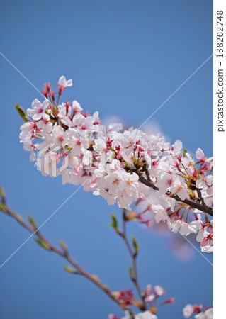 Cherry Blossom (Somei Yoshino) Cherry Blossom (Somei Yoshino) 138202748