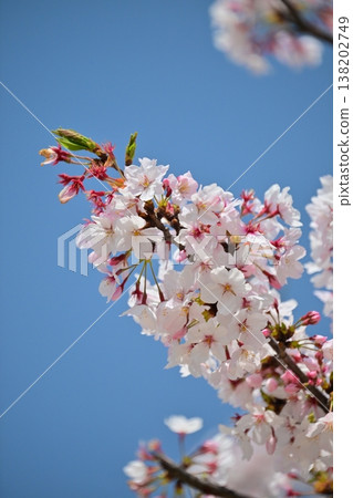 Cherry Blossom (Somei Yoshino) Cherry Blossom (Somei Yoshino) 138202749