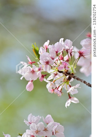 櫻花 櫻花 138202754