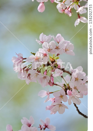 Cherry Blossom (Somei Yoshino) Cherry Blossom (Somei Yoshino) 138202755
