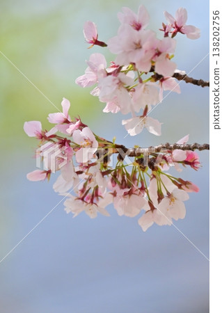 Cherry Blossom (Somei Yoshino) Cherry Blossom (Somei Yoshino) 138202756