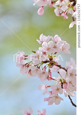 Cherry Blossom (Somei Yoshino) 138202757