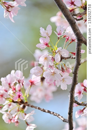 Cherry Blossom (Somei Yoshino) Cherry Blossom (Somei Yoshino) 138202758