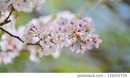 Cherry Blossom (Somei Yoshino) Cherry Blossom (Somei Yoshino) 138202759