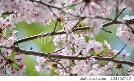 Cherry Blossom (Somei Yoshino) Cherry Blossom (Somei Yoshino) 138202760