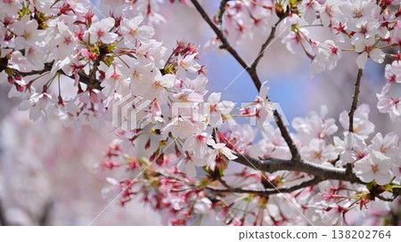 Cherry Blossom (Somei Yoshino) Cherry Blossom (Somei Yoshino) 138202764