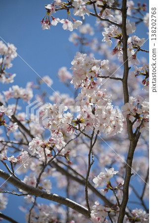 Cherry Blossom (Somei Yoshino) Cherry Blossom (Somei Yoshino) 138202768