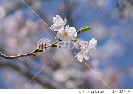 Cherry Blossom (Somei Yoshino) Cherry Blossom (Somei Yoshino) 138202769