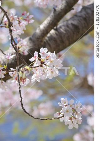 Cherry Blossom (Somei Yoshino) Cherry Blossom (Somei Yoshino) 138202770