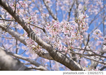 櫻花 櫻花 138202771