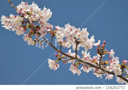 櫻花 櫻花 138202772