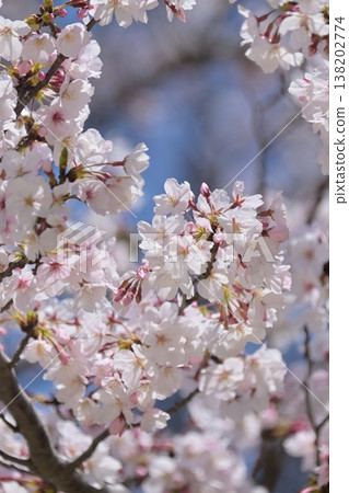 Cherry Blossom (Somei Yoshino) 138202774