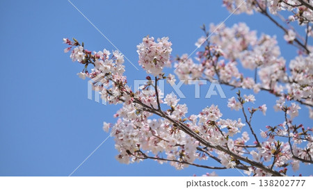 Cherry Blossom (Somei Yoshino) Cherry Blossom (Somei Yoshino) 138202777