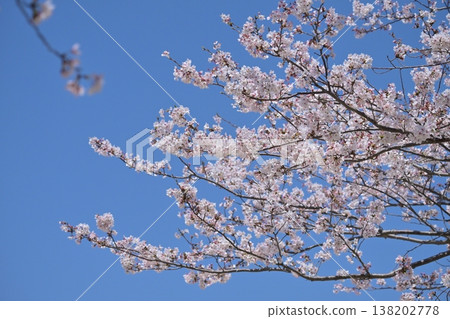 Cherry Blossom (Somei Yoshino) Cherry Blossom (Somei Yoshino) 138202778