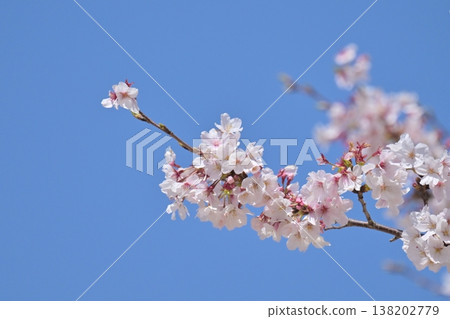 Cherry Blossom (Somei Yoshino) Cherry Blossom (Somei Yoshino) 138202779