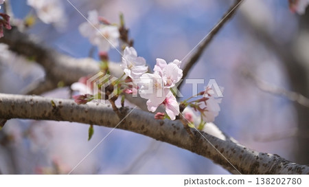 櫻花 138202780