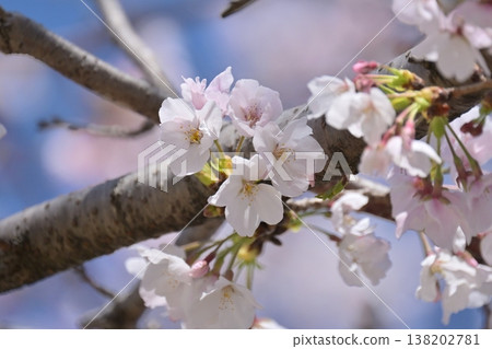 Cherry Blossom (Somei Yoshino) Cherry Blossom (Somei Yoshino) 138202781