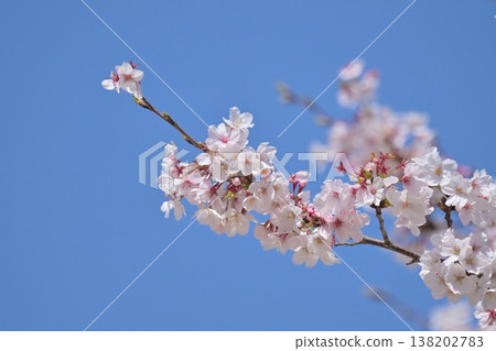 櫻花 櫻花 138202783
