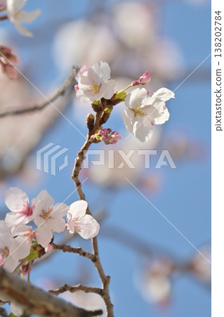 櫻花 138202784