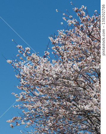 Cherry Blossom (Somei Yoshino) Cherry Blossom (Somei Yoshino) 138202786