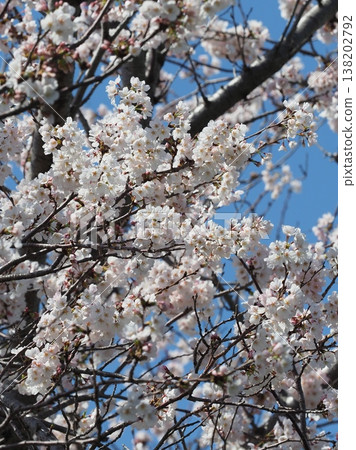 Cherry Blossom (Somei Yoshino) 138202792
