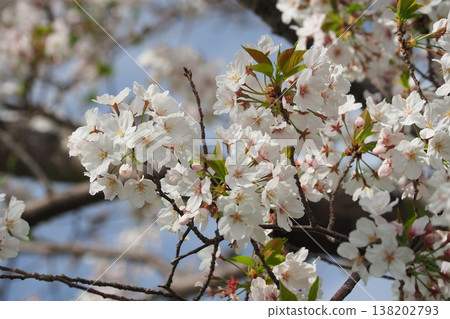 Cherry Blossom (Somei Yoshino) Cherry Blossom (Somei Yoshino) 138202793