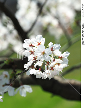 櫻花 櫻花 138202794