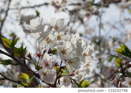 Cherry Blossom (Somei Yoshino) Cherry Blossom (Somei Yoshino) 138202796