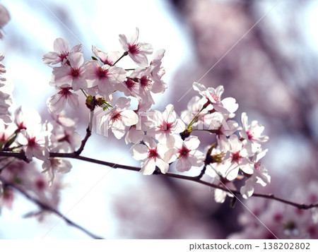 Cherry Blossom (Somei Yoshino) Cherry Blossom (Somei Yoshino) 138202802