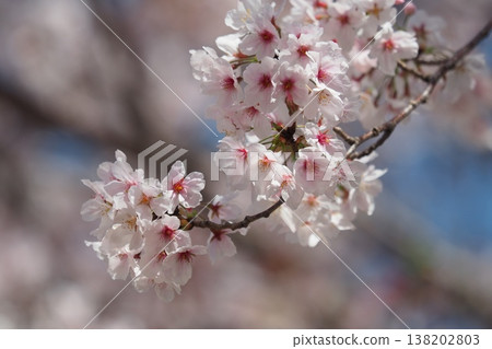 Cherry Blossom (Somei Yoshino) Cherry Blossom (Somei Yoshino) 138202803