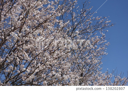 Cherry Blossom (Somei Yoshino) 138202807
