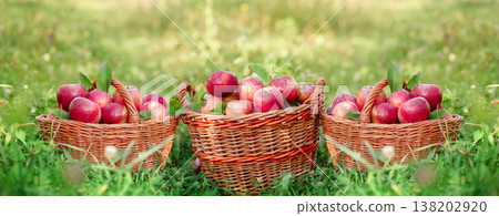 Three wicker baskets filled with ripe red apples green grass in orchard during sunny autumn harvest Three wicker baskets filled with ripe red apples green grass in orchard during sunny autumn harvest 138202920